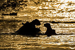 Hippopotamus (hippopotamus amphibiu) fighting in river Nile at sunset, Murchison Falls National Park, Uganda