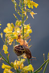 Snail with shell moving down wildflower stem, close up