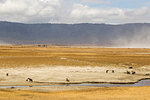 Landscape with spotted hyaena (crocuta crocuta), Ngorongoro Crater, Ngorongoro Conservation Area, Tanzania