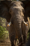 Elephant (Loxodonta africana) close up portrait, Mana Pools National Park, Zimbabwe