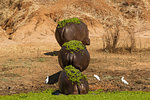 Three hippopotamus (Hippopotamus amphibius) leaving waterhole, rear view,  Mana Pools National Park, Zimbabwe