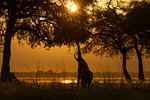 Silhouetted elephant (Loxodonta africana) reaching to feed from tree at sunset, Zambezi river, Mana Pools National Park, Zimbabwe