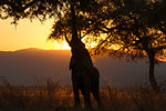 Silhouetted elephant (Loxodonta africana) reaching to feed from tree at sunset, Zambezi river, Mana Pools National Park, Zimbabwe