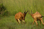 Two jackson's hartebeest (alcelaphus buselaphus) fighting in Murchison Falls National Park, Uganda