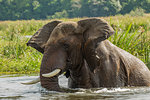 Elephant (loxodonta africana) bathing in river,  Murchison Falls National Park, Uganda