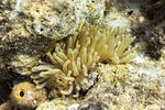 Sea anemone, Curacao