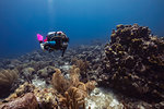 Female diver exploring reefs, Curacao