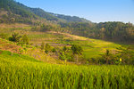 Rice paddies near Borobudur, Magelang, Java, Indonesia, Southeast Asia, Asia