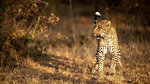 Female leopard hunting in the Masai Mara, Kenya, East Africa, Africa