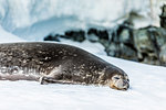 Antarctic fur seal chillin' on the ice in Antarctica, Polar Regions