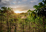 Coffee plantation at sunset, San Agustin, Huila Department, Colombia, South America