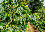 Coffee Plantation, Salento, Quindio Department, Colombia, South America