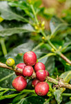 Coffee cherries, Coffee Triangle, Salento, Quindio Department, Colombia, South America