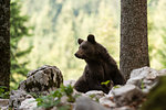 European brown bear (Ursus arctos) looking over shoulder in Notranjska forest, Slovenia