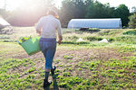 Mature female gardener collecting vegetables in garden, rear view