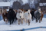 Horse in Winter