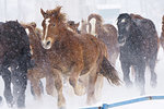 Horses running in winter