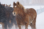 Horses running in winter