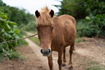 Horse in Taketomi Island, Okinawa Prefecture, Japan