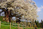 Daigozakura (Tree of Cherry Blossoms), Okayama Prefecture, Japan
