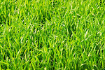 Wheat Leaves