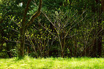 Fresh Green Leaves