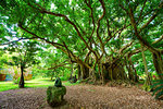 Chinese Banyan in Ishigaki Island, Okinawa Prefecture, Japan