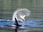 Resident killer whale, Orcinus orca, tail throw in Chatham Strait, Southeast Alaska, United States of America