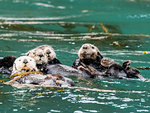 A raft of sea otters, Enhydra lutris, grooming their fur in kelp in the Inian Islands, Southeast Alaska, United States of America