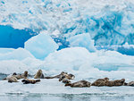 Adult harbour seals, Phoca vitulina, hauled out on ice at South Sawyer Glacier, Tracy Arm, Alaska, United States of America