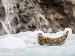 Adult harbour seal, Phoca vitulina, hauled out on ice at South Sawyer Glacier, Tracy Arm, Alaska, United States of America