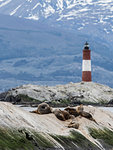 South American sea lions, Otaria flavescens, on a small islet in the Beagle Channel, Ushuaia, Argentina, South America