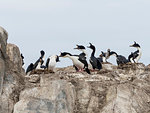Nesting Imperial shag, Phalacrocorax atriceps, on small islet in the Beagle Channel, Ushuaia, Argentina, South America