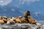 South American sea lions, Otaria flavescens, hauled out on a small islet in the Beagle Channel, Ushuaia, Argentina, South America