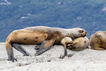 South American sea lions, Otaria flavescens, hauled out on a small islet in the Beagle Channel, Ushuaia, Argentina, South America