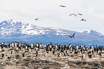 Imperial shag, Phalacrocorax atriceps, breeding site at small islet in the Beagle Channel, Ushuaia, Argentina, South America