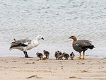 A pair of upland geese, Chloephaga picta, with goslings on New Island, Falkland Islands, South Atlantic Ocean