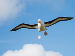 Black-browed albatross, Thalassarche melanophris, in flight at breeding colony on West Point Island, Falkland Islands, South Atlantic Ocean