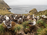 Black-browed albatross, Thalassarche melanophris, at breeding colony on West Point Island, Falkland Islands, South Atlantic Ocean