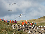 Black-browed albatross, Thalassarche melanophris, in flight near tourists on West Point Island, Falkland Islands, South Atlantic Ocean