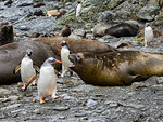 Adult gentoo penguins, Pygoscelis papua, amongst elephant seals at Elsehul, South Georgia Island, Atlantic Ocean