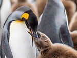 Adult king penguin, Aptenodytes patagonicus, feeding oakum boy chick at Salisbury Plains, South Georgia Island, Atlantic Ocean