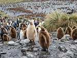 Leucistic king penguin chick, Aptenodytes patagonicus, at breeding colony on Salisbury Plain, South Georgia Island, Atlantic Ocean