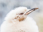 Leucistic king penguin chick, Aptenodytes patagonicus, at breeding colony on Salisbury Plain, South Georgia Island, Atlantic Ocean