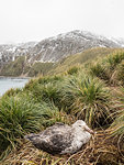 Adult northern giant petrel, Macronectes halli, on nest in tussock grass at Elsehul, South Georgia Island, Atlantic Ocean