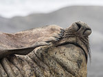 Adult bull southern elephant seal, Mirounga leonina, proboscis detail, Fortuna Bay, South Georgia Island, Atlantic Ocean