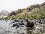 Adult bull southern elephant seal, Mirounga leonina, with female and pup, Gold Harbour, South Georgia Island, Atlantic Ocean