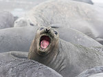 Female southern elephant seal, Mirounga leonina, at breeding colony at Gold Harbour, South Georgia Island, Atlantic Ocean