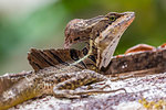 An adult male common basilisk, Basiliscus basiliscus, in Corcovado National Park, Osa Peninsula, Costa Rica, Central America