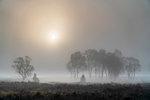 A misty autumn sunrise over Strensall Common Nature reserve near York, North Yorkshire, Yorkshire, England, United Kingdom, Europe